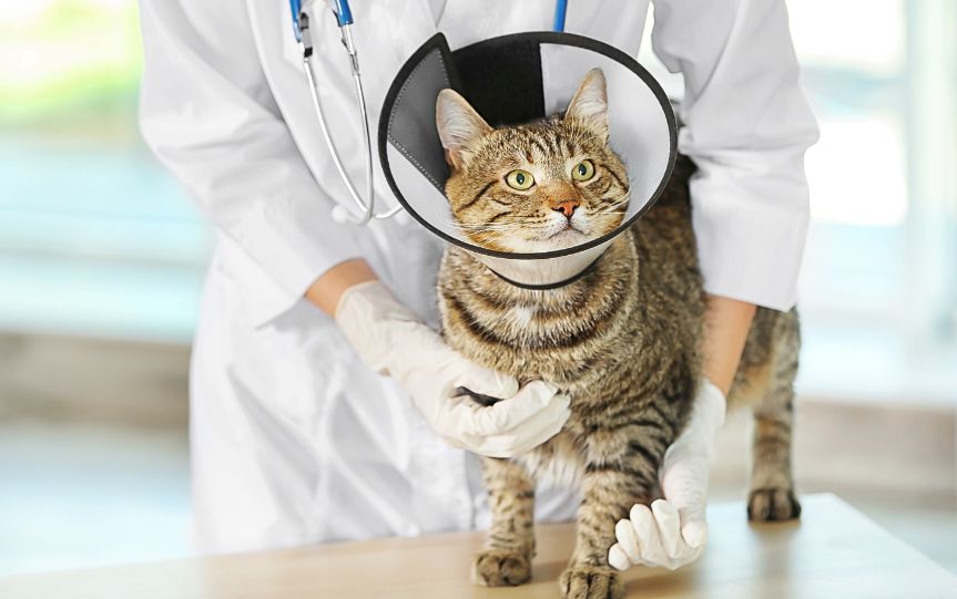 Bạn nên tiêm các mũi vacxin nhắc lại cho mèo